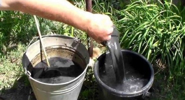 Jak krmit zelí a ošetřovat škůdce popelem